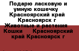 Подарю ласковую и умную кошечку - Красноярский край, Красноярск г. Животные и растения » Кошки   . Красноярский край,Красноярск г.